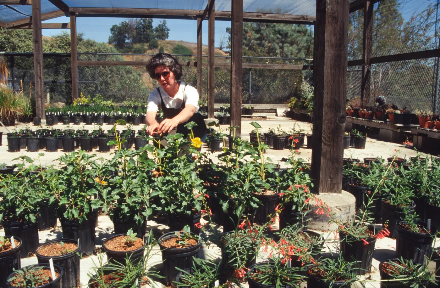 Horticulture Unit covered growing area, gallon pots, potted plants