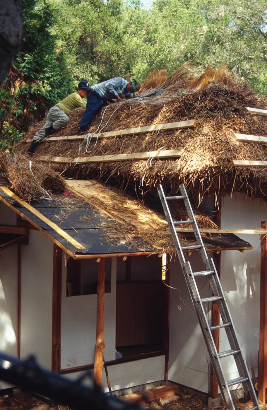 tea house construction installing thatched roof