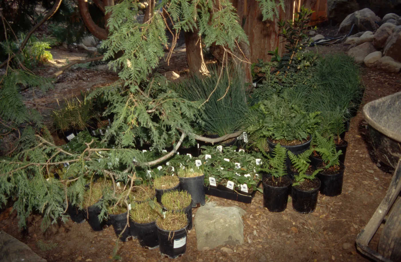 Plants for Tea Garden