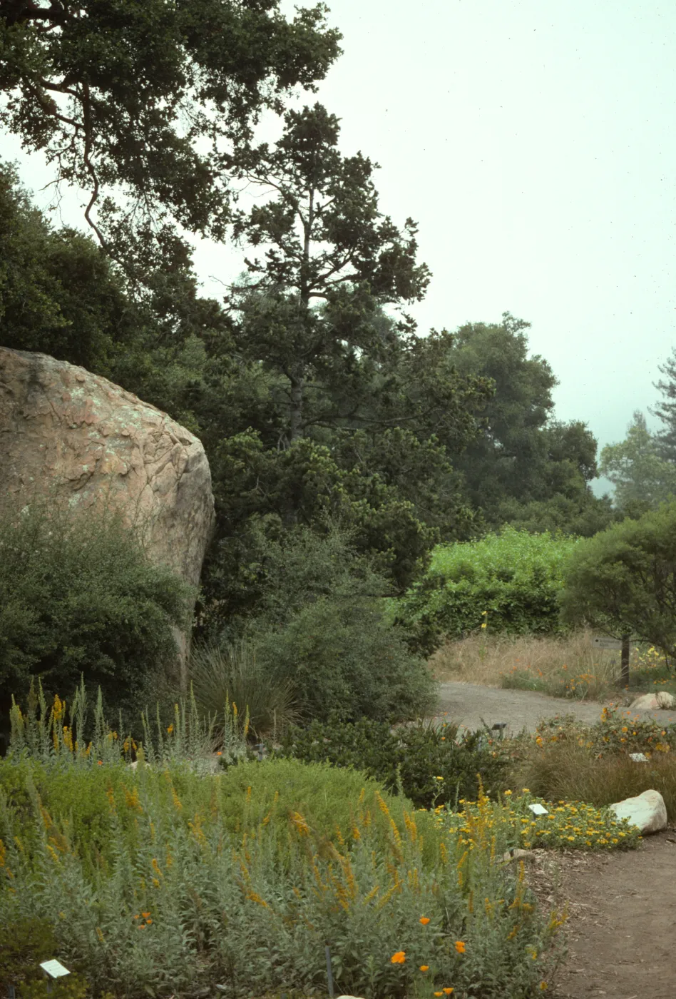 Blaksley Boulder, perennial border, lower Meadow