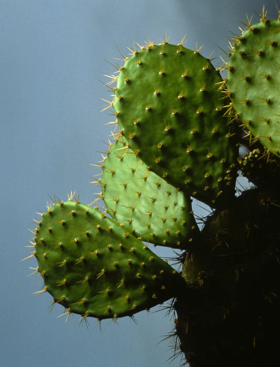 Cactus (Prickly-pear)