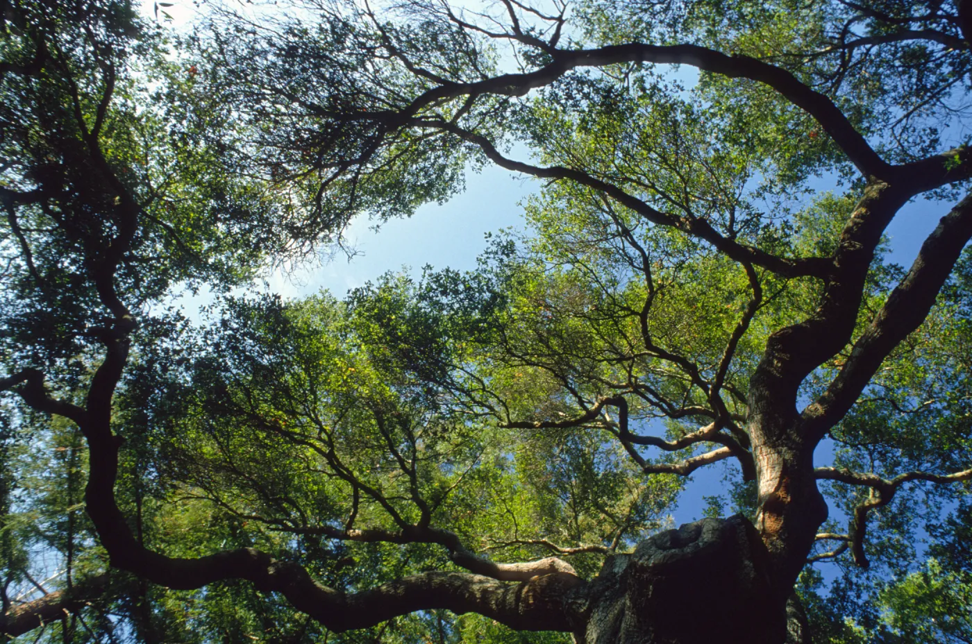 majestic oak (Coastal Live Oak) canopy with blue sky