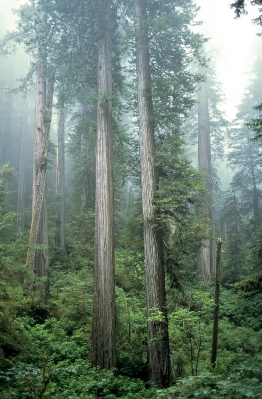 Coast Redwood forest