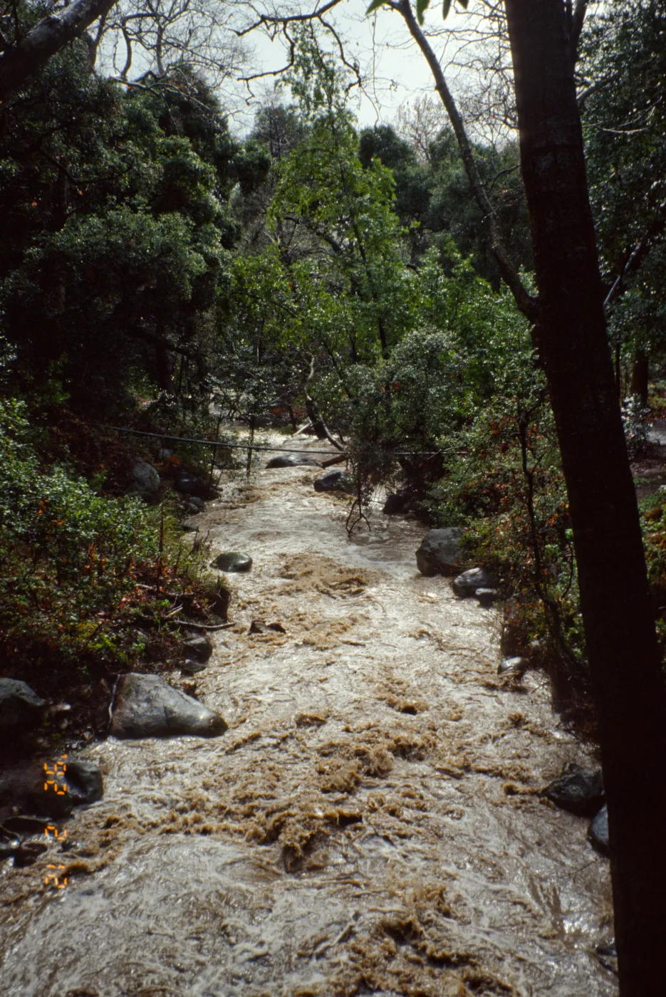 Mission Creek at flood stage
