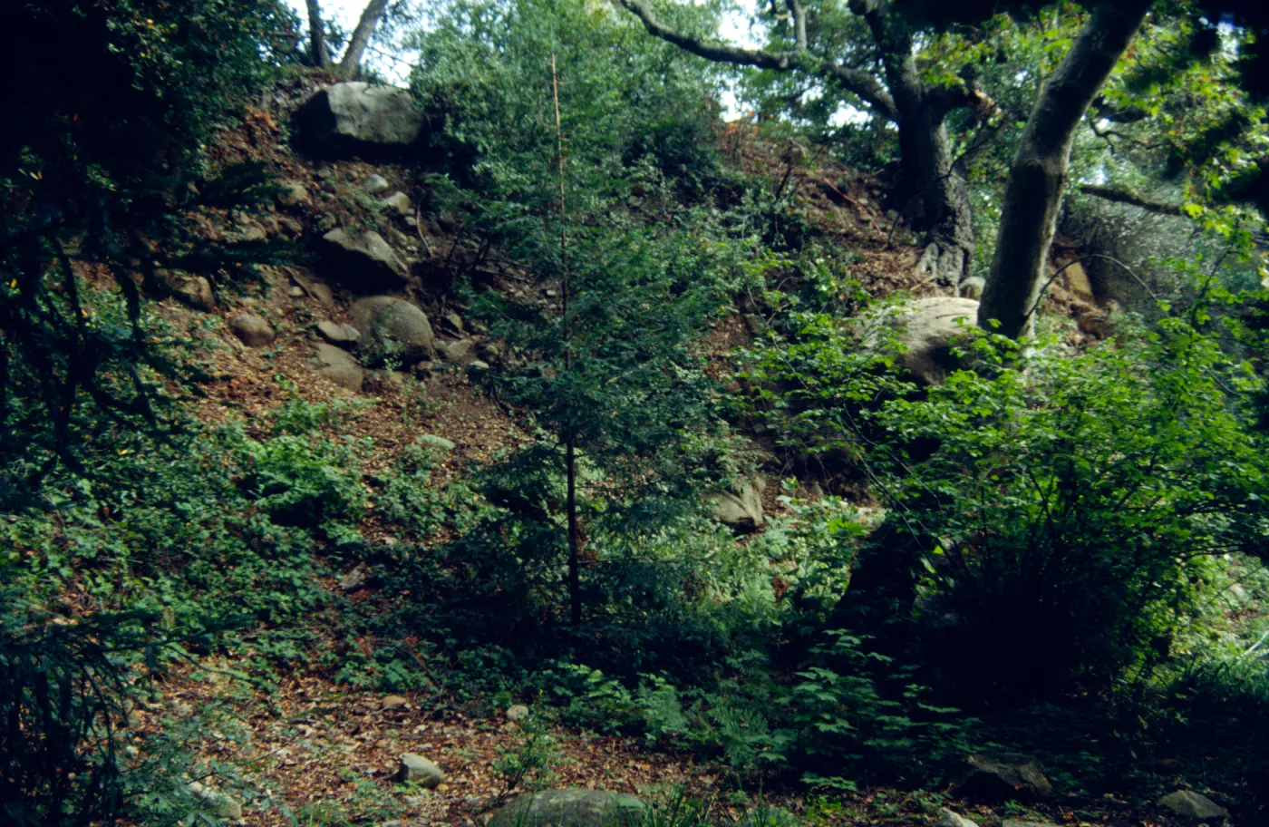 Mission Canyon slope