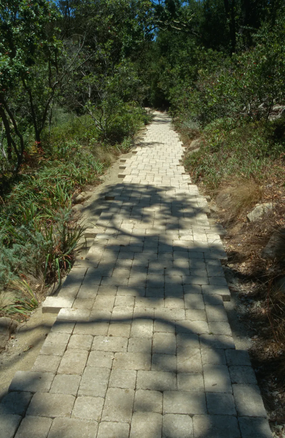 Paving the Arroyo Trail