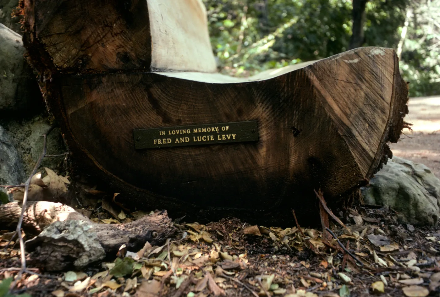 wood bench (Fred and Lucy Levy plaque) on east side of Mission Dam, Redwood Section
