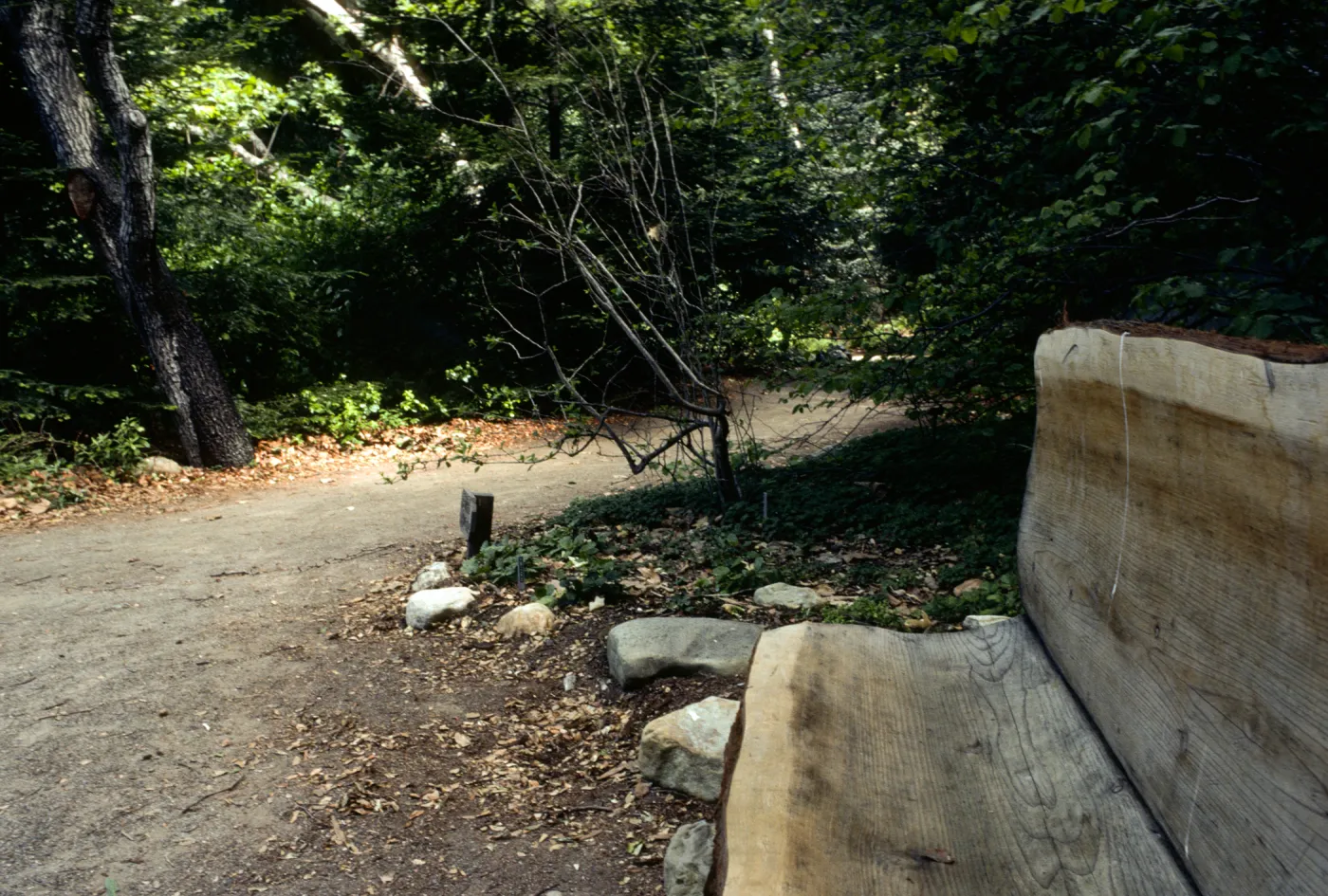 wood bench on east side of Mission Dam, Redwood Section