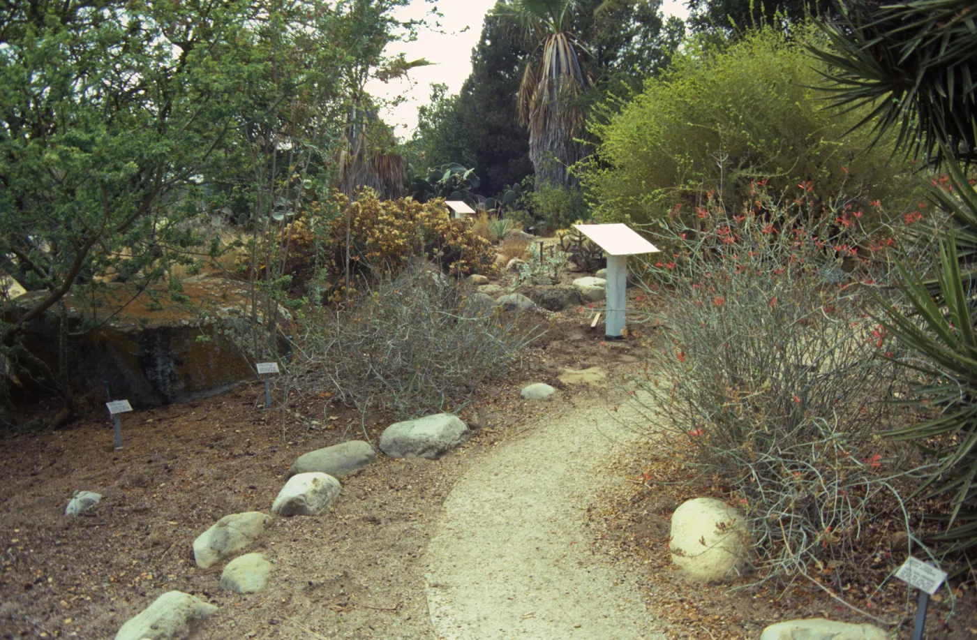 Path in the Desert