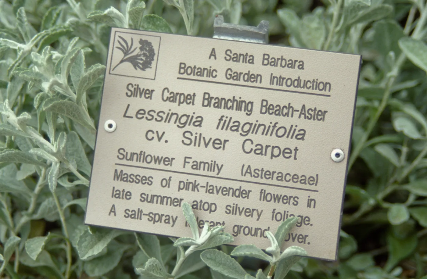 Lessingia filaginifolia cv Silver Carpet, public information label