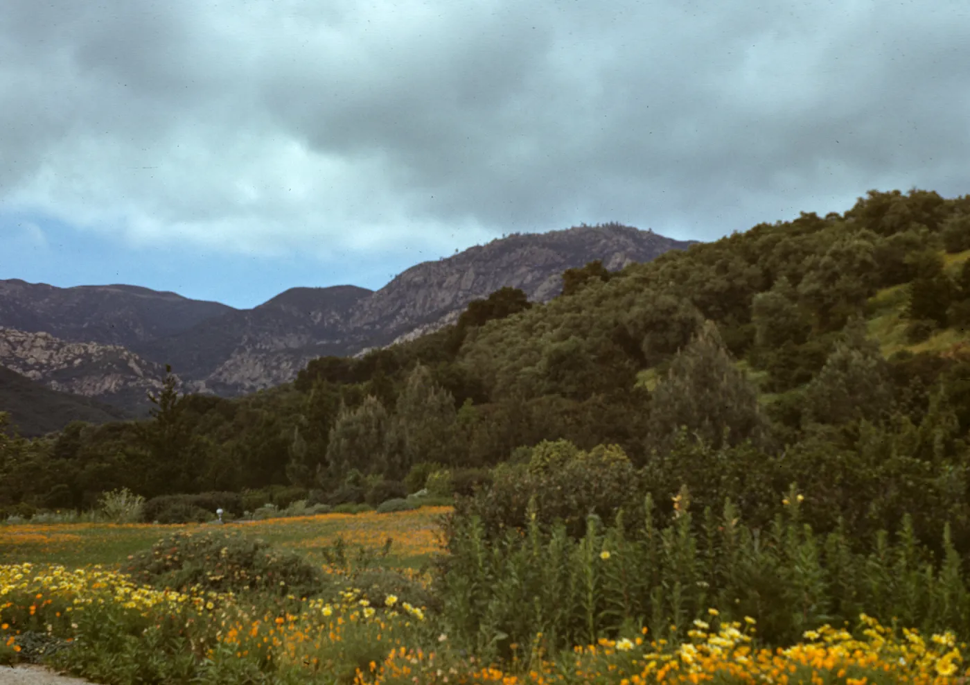 SBBG Meadow with mountain view