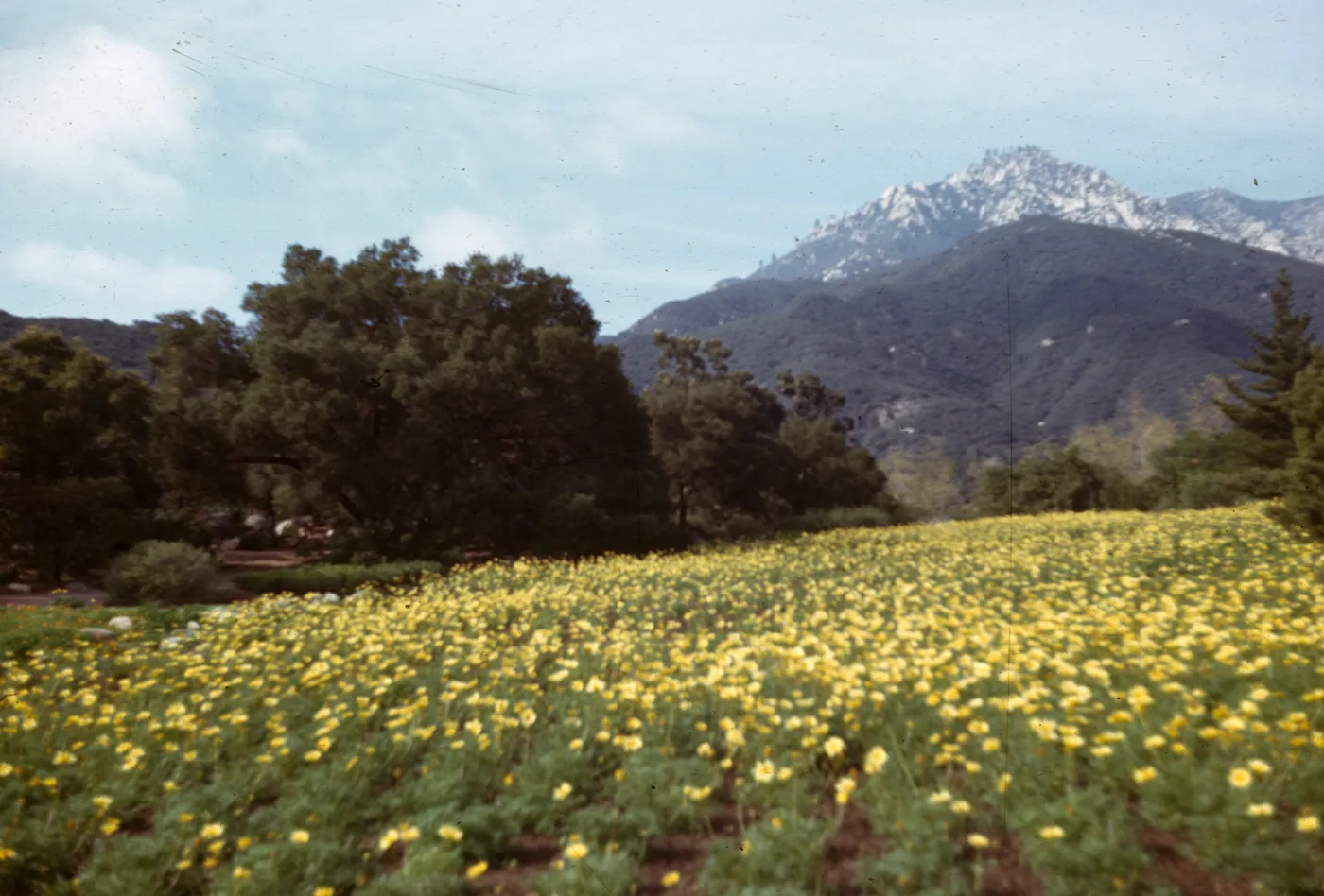 Coreopsis maritima in the Meadow