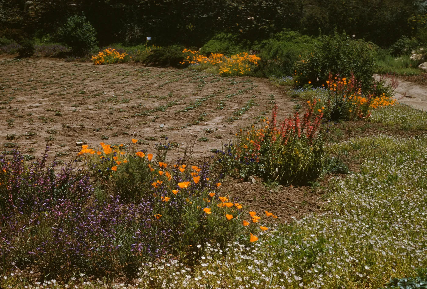 new planted Meadow with wildflower border