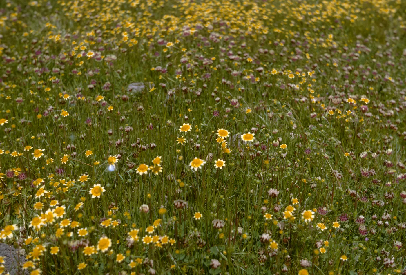 Wildflowers at Jolon Mission