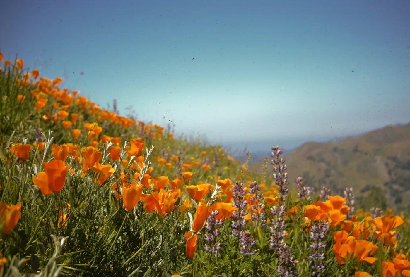 Hillside with poppies and lupine flowers, wildflower display
