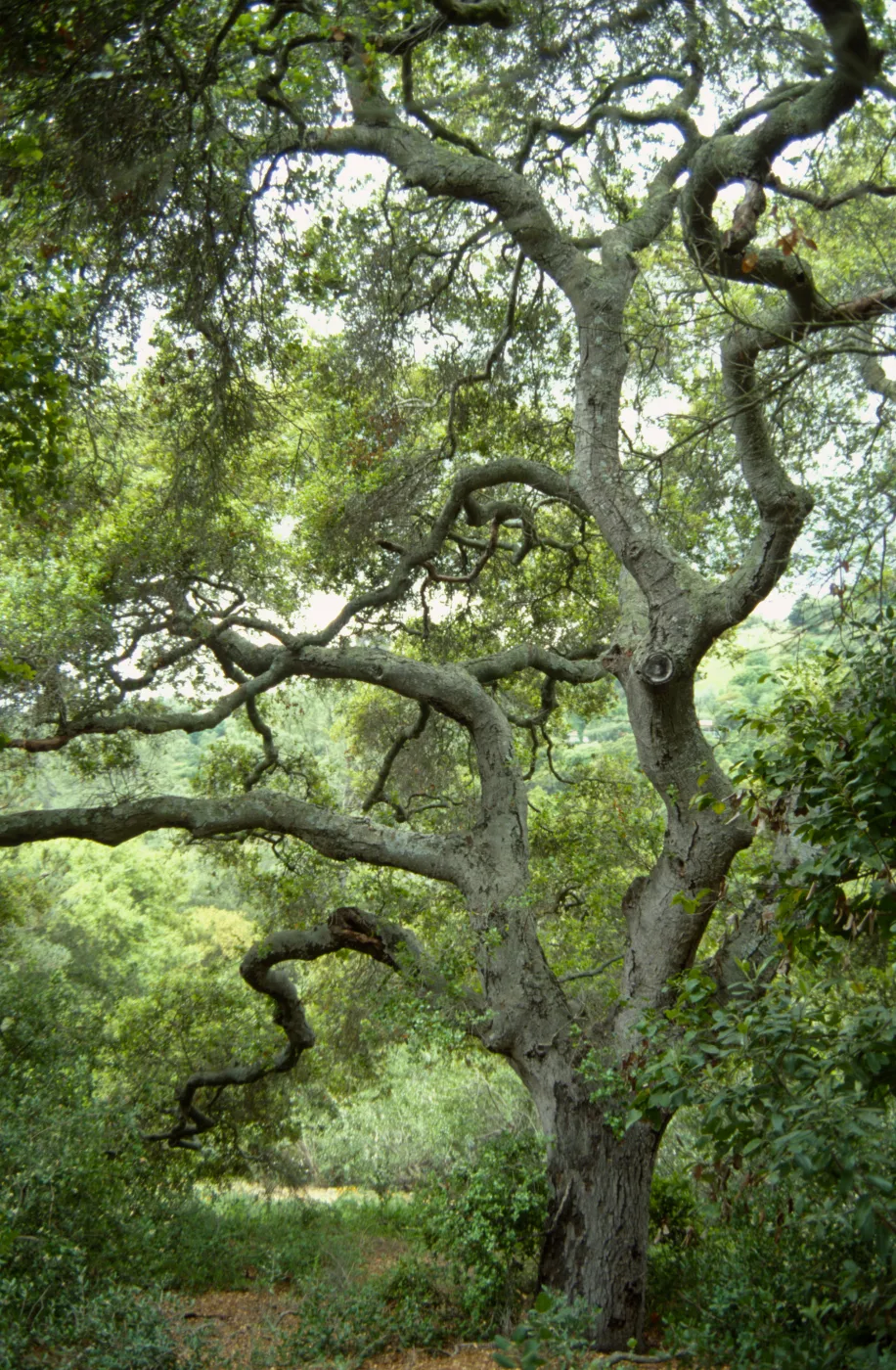 coast live oak, Quercus agrifolia, SBBG Arroyo Section