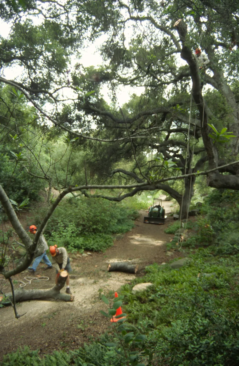 pruning of Coast live oak in the Arroyo