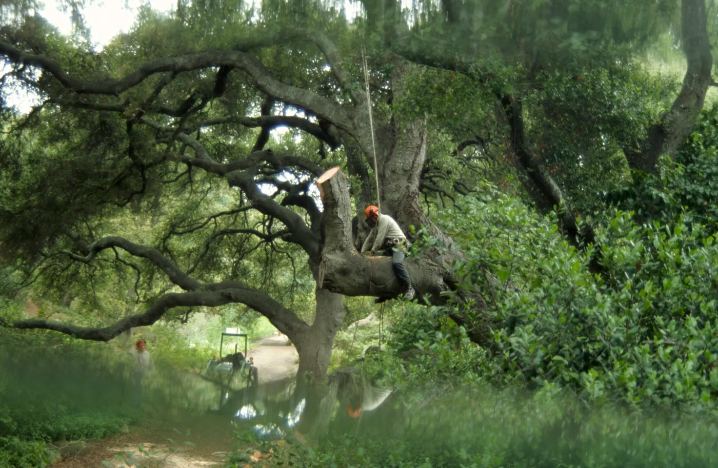 Manny, pruning of Coast live oak in the Arroyo