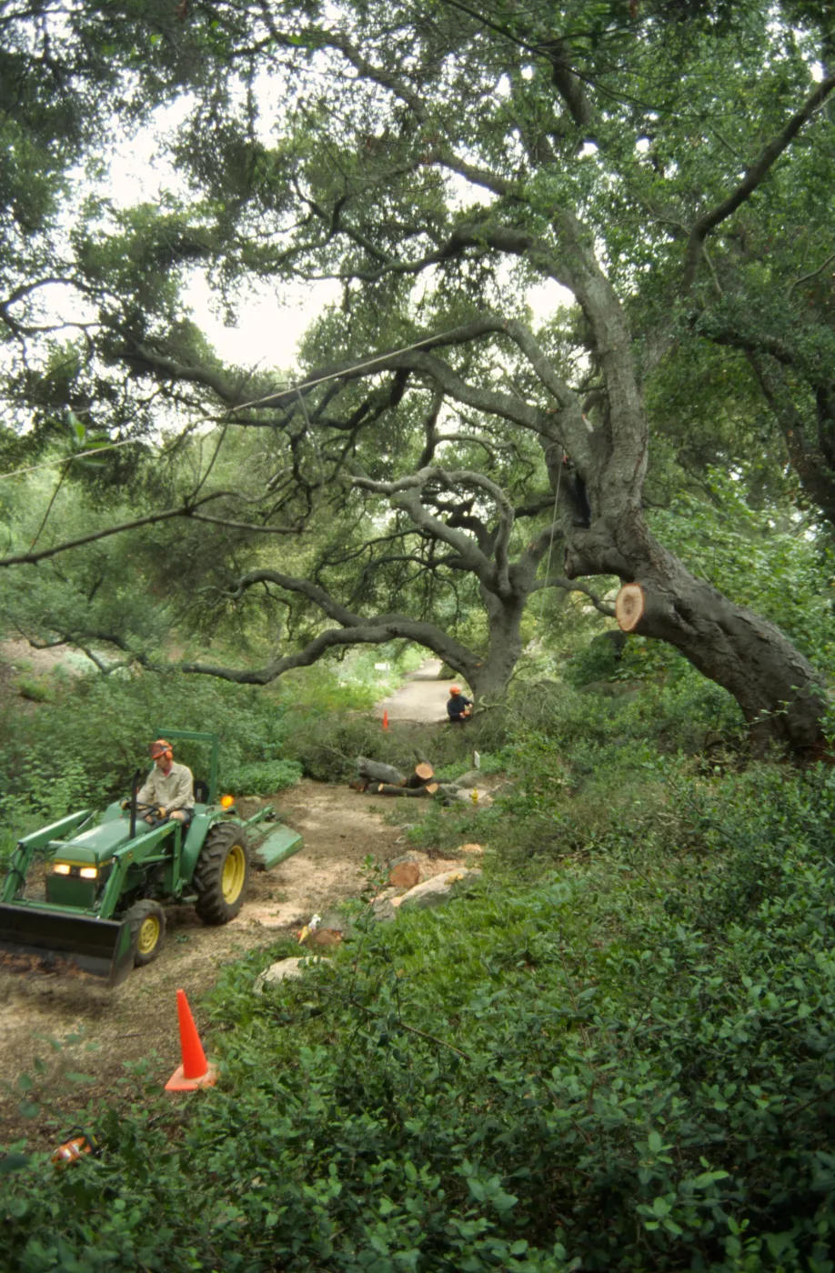 pruning of Coast live oak in the Arroyo