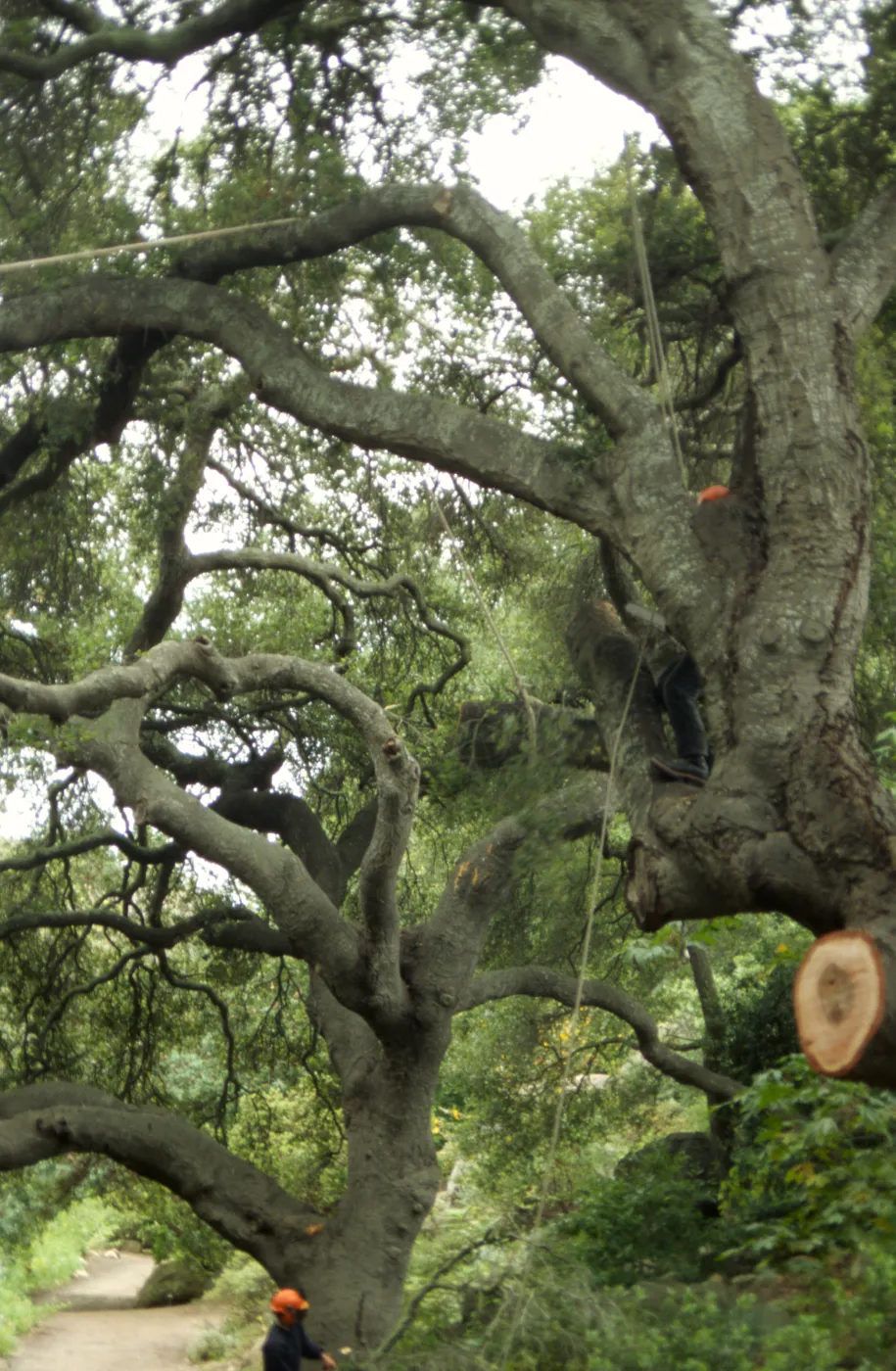 pruning of Coast live oak in the Arroyo