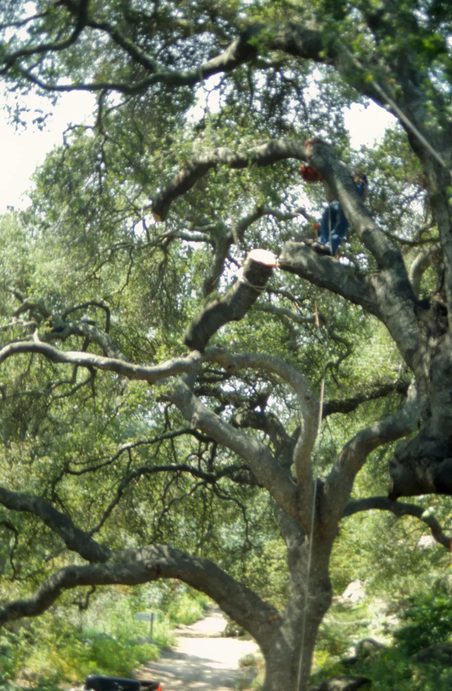 Manny, pruning of Coast live oak in the Arroyo
