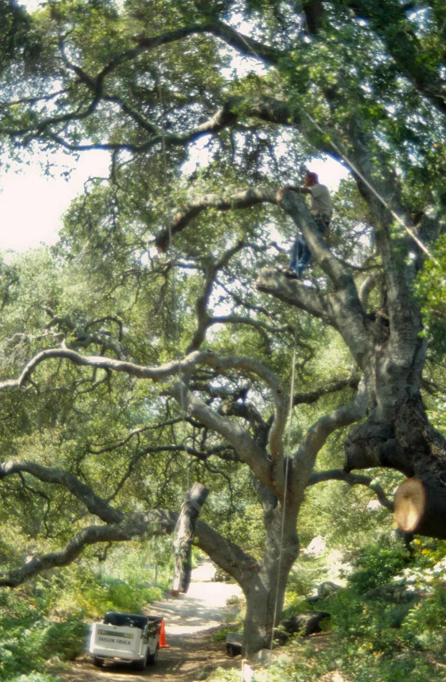 Manny, pruning of Coast live oak in the Arroyo