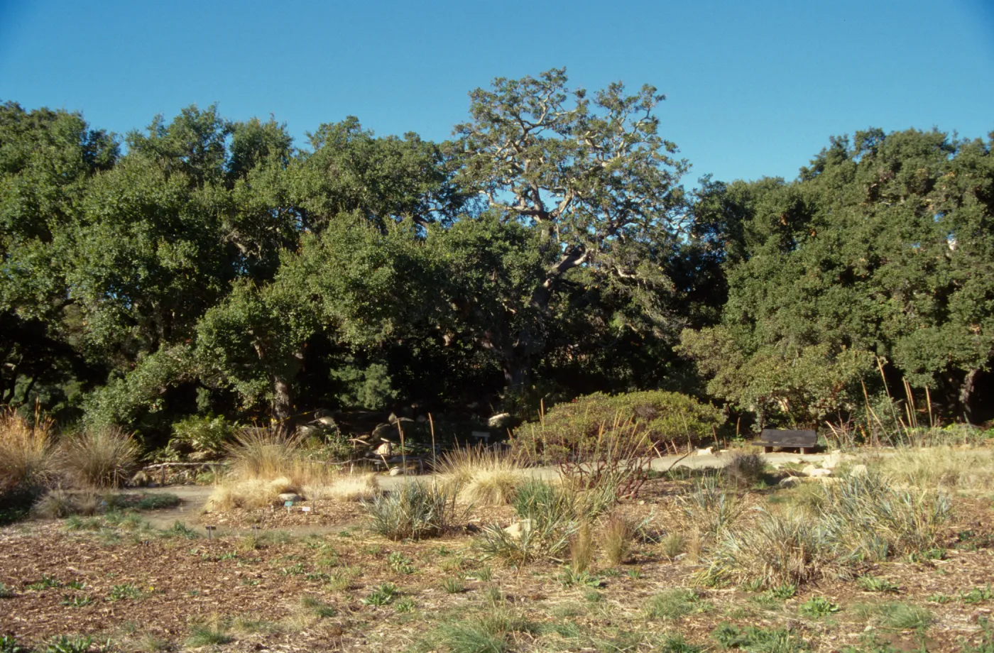 Brook Oak (Coastal Live Oak), 1998 (sparce foliage)