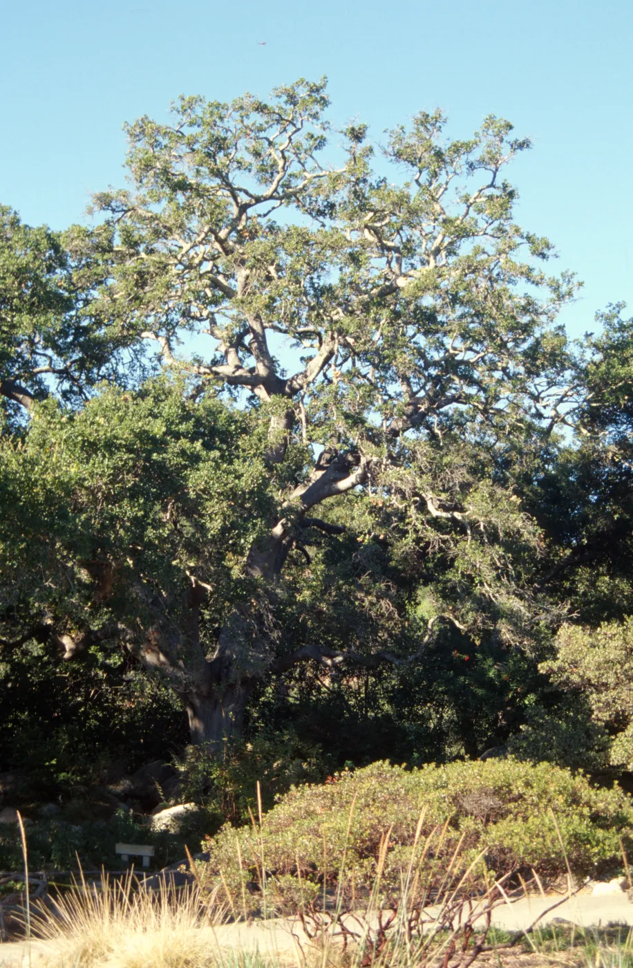 Brook Oak (Coastal Live Oak), 1998 (sparce foliage)