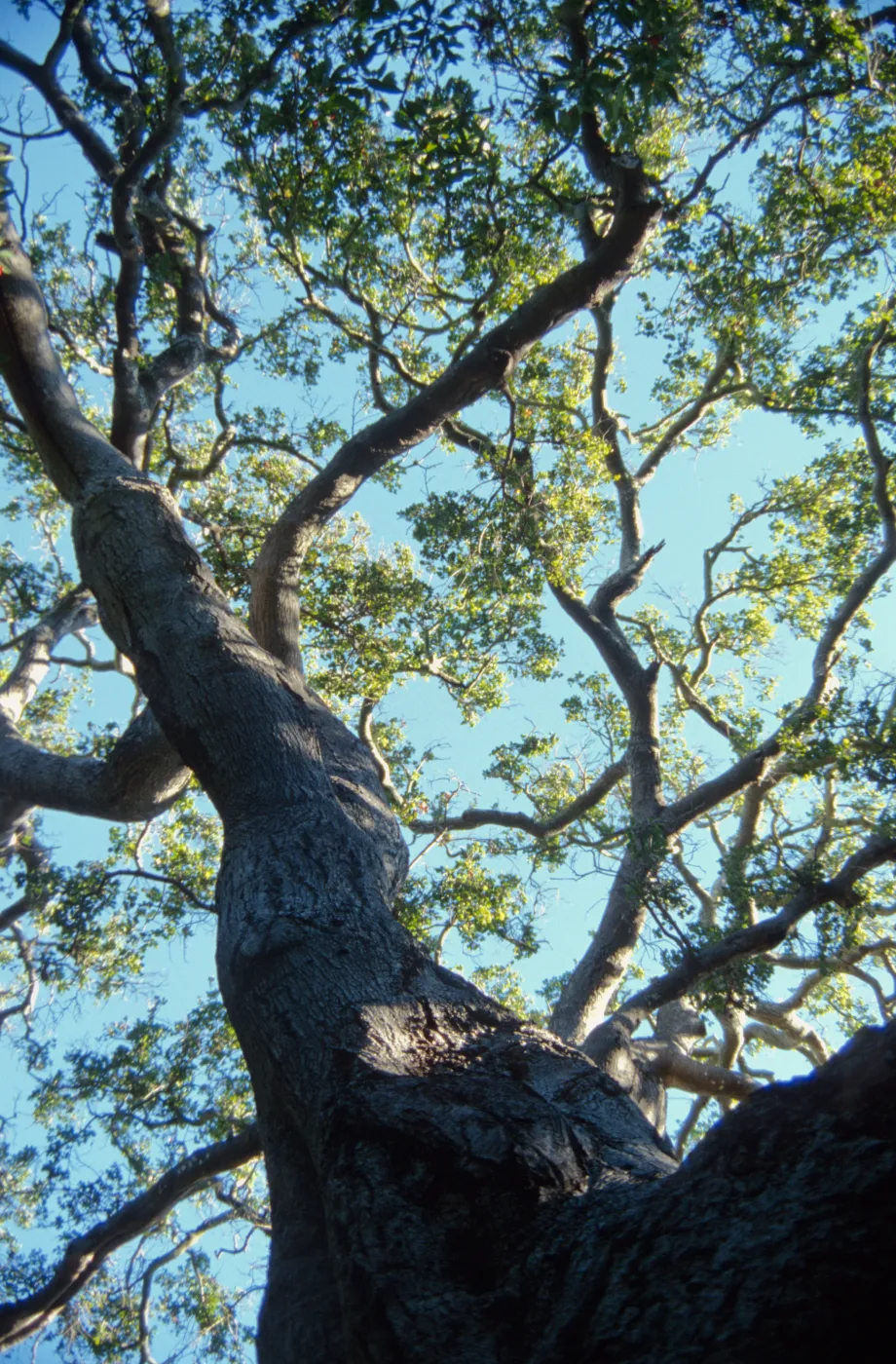Brook Oak (Coastal Live Oak), 1998 (sparce foliage)