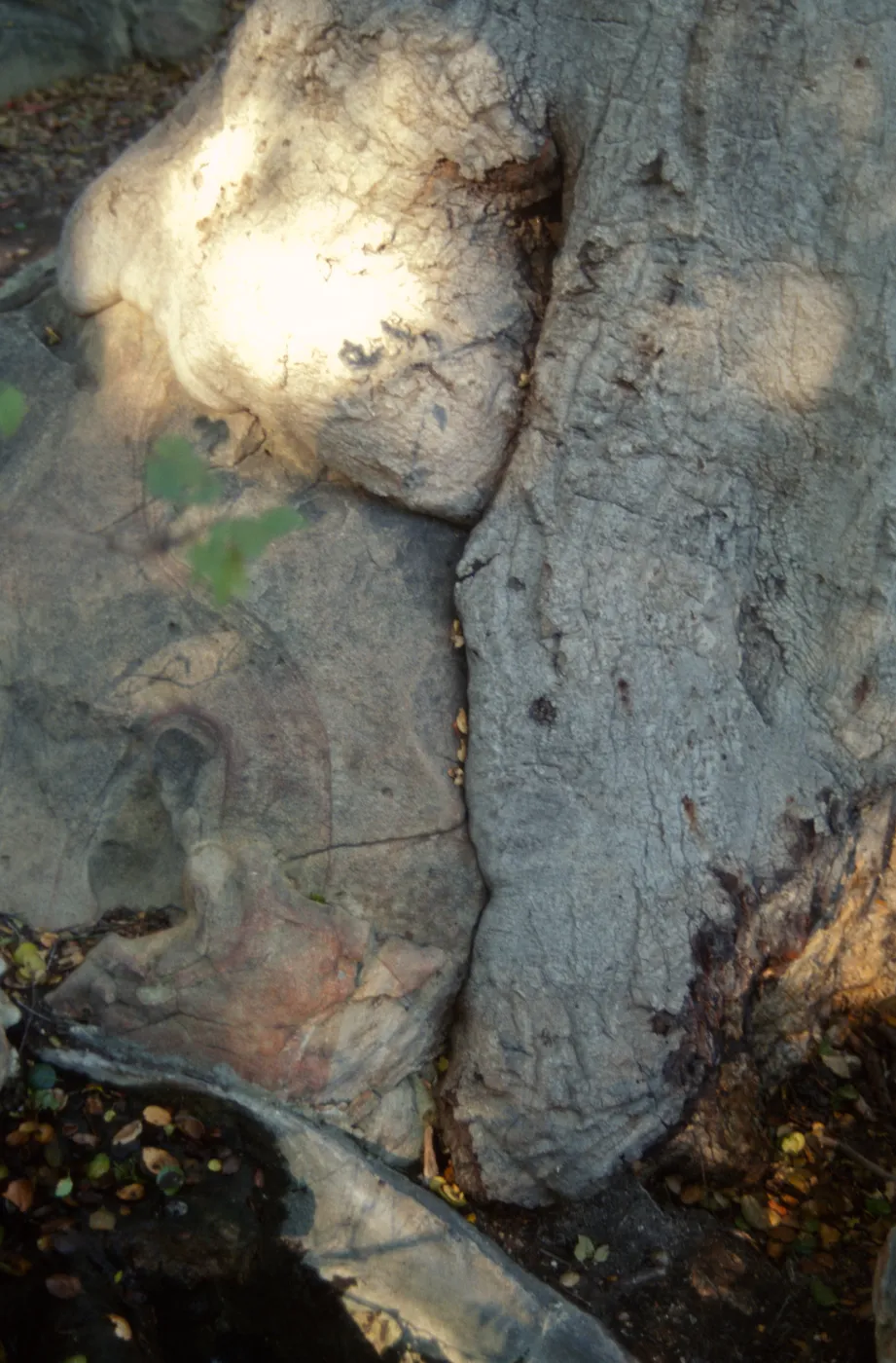 Brook Oak (Coastal Live Oak), 1998 (diseased trunk)