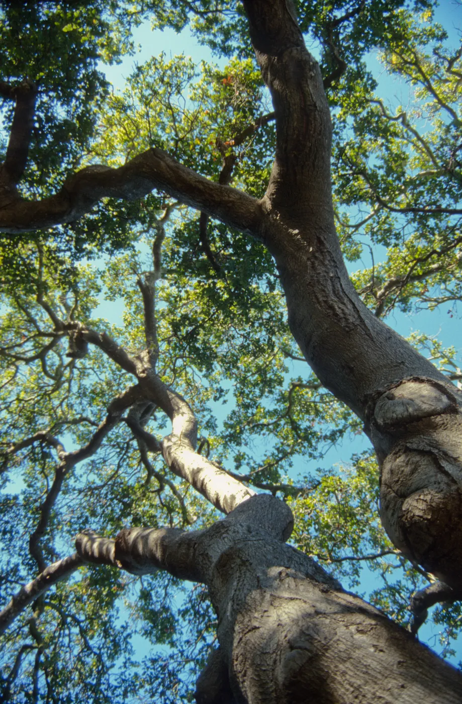 Brook Oak (Coastal Live Oak), 1998 (sparce canopy)