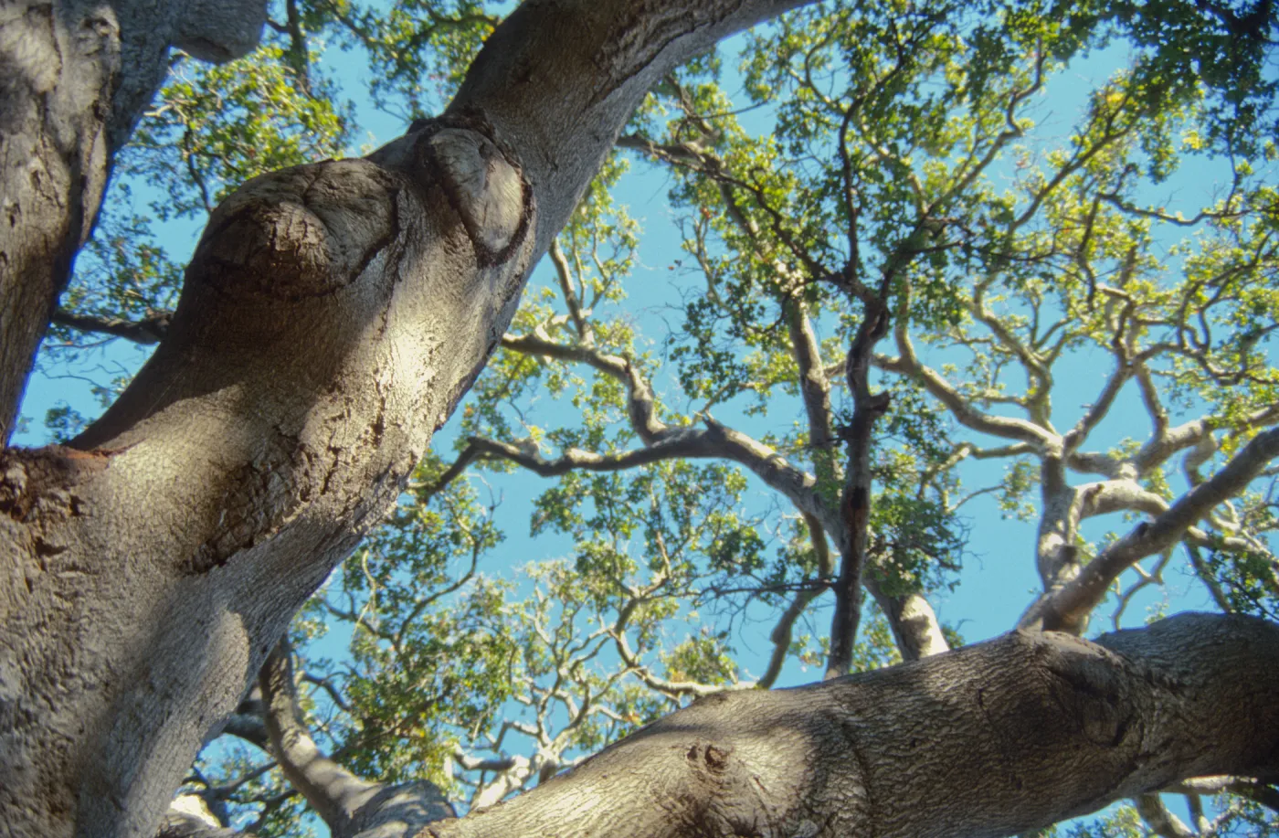 Brook Oak (Coastal Live Oak), 1998 (sparce canopy)