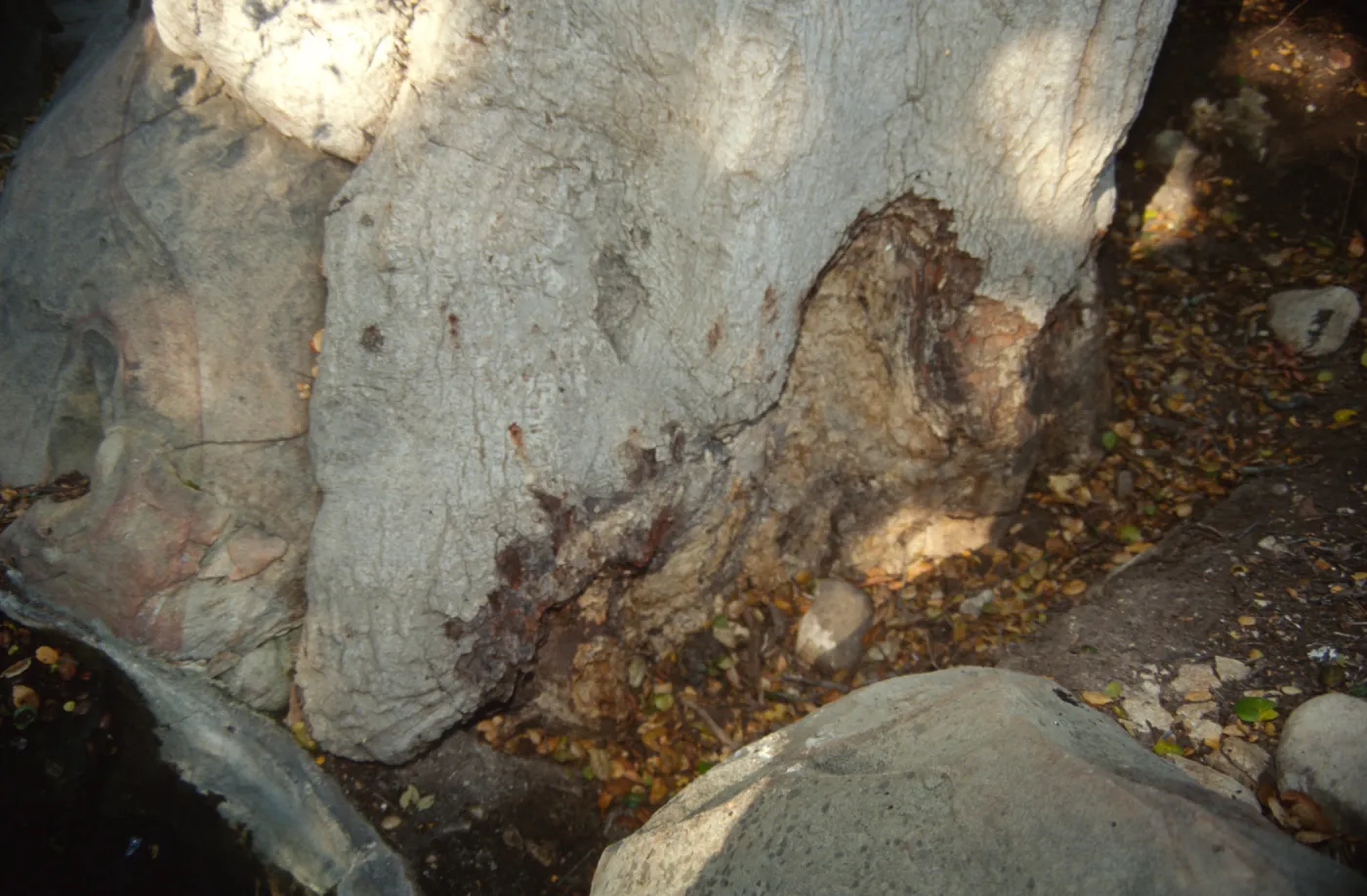 Brook Oak (Coastal Live Oak) (diseased trunk)