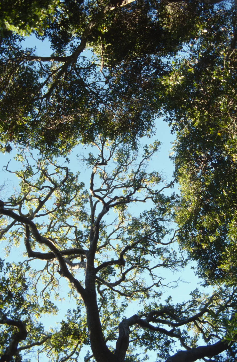 Brook Oak (Coastal Live Oak) (sparce canopy)