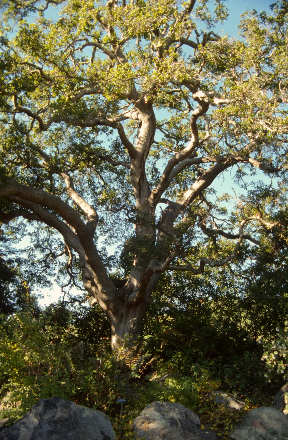 diseased oak