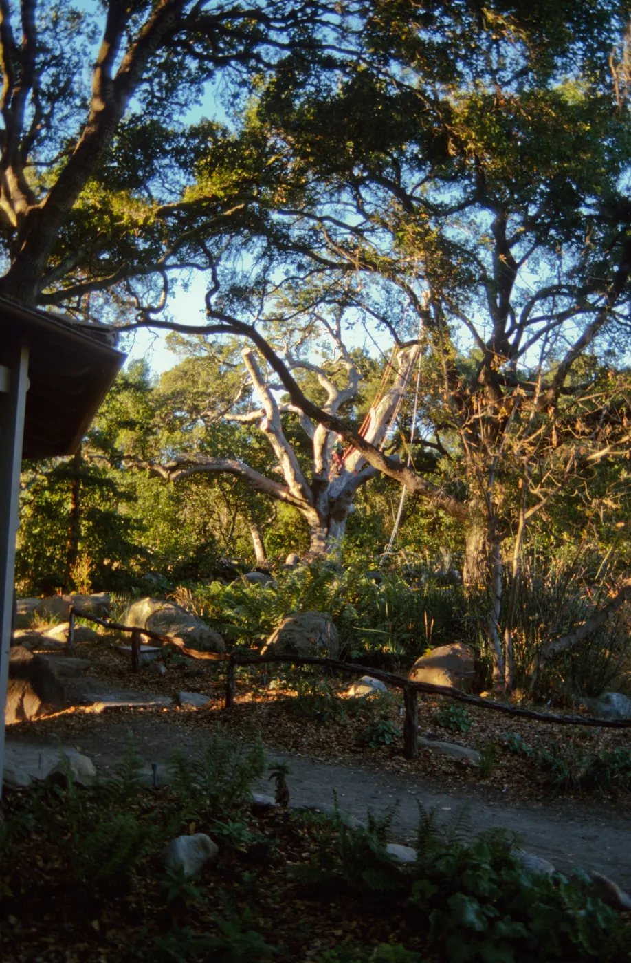 oak tree removal, diseased oak