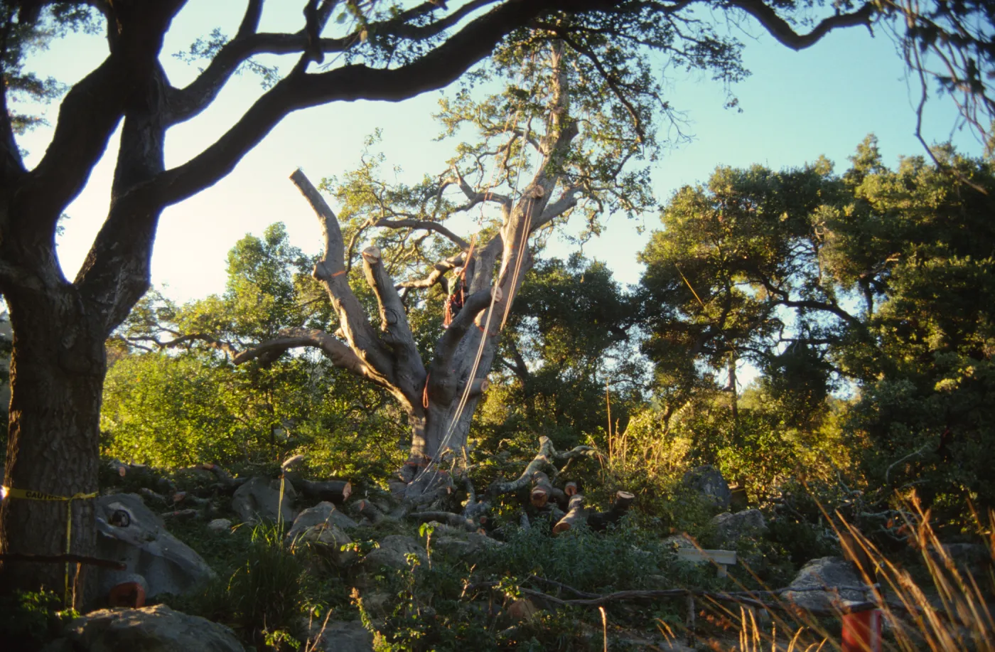 oak tree removal, diseased oak