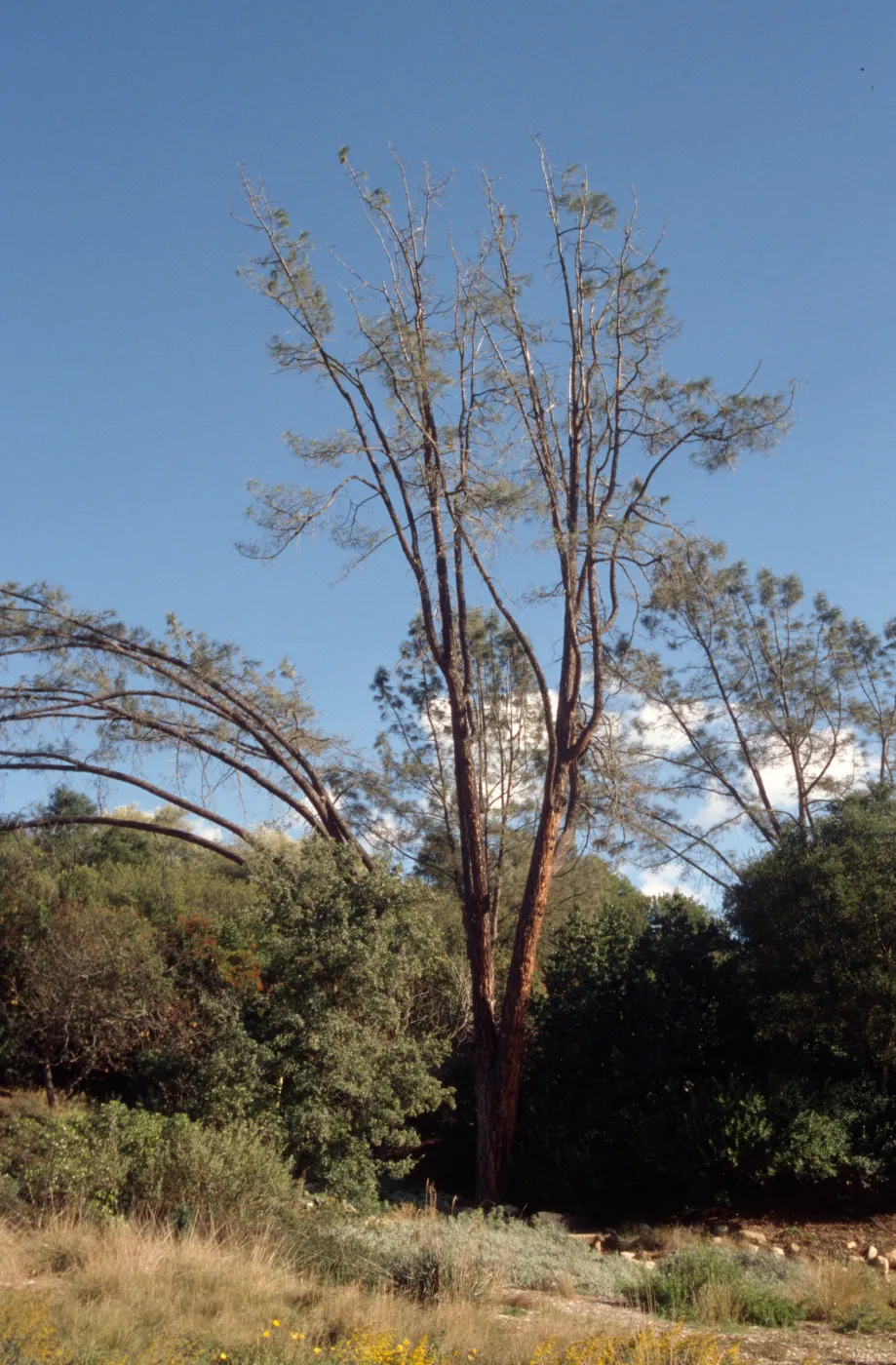 Sick arching grey pine, SBBG Meadow