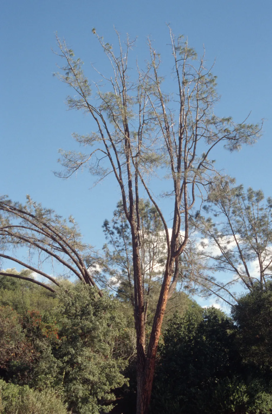 sick arching grey pine, SBBG Meadow