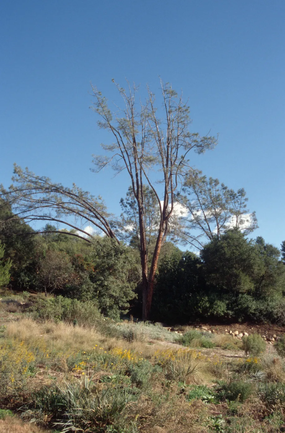 Sick arching grey pine, SBBG Meadow