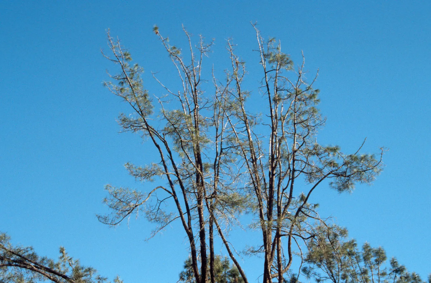 arching grey pine, SBBG Meadow