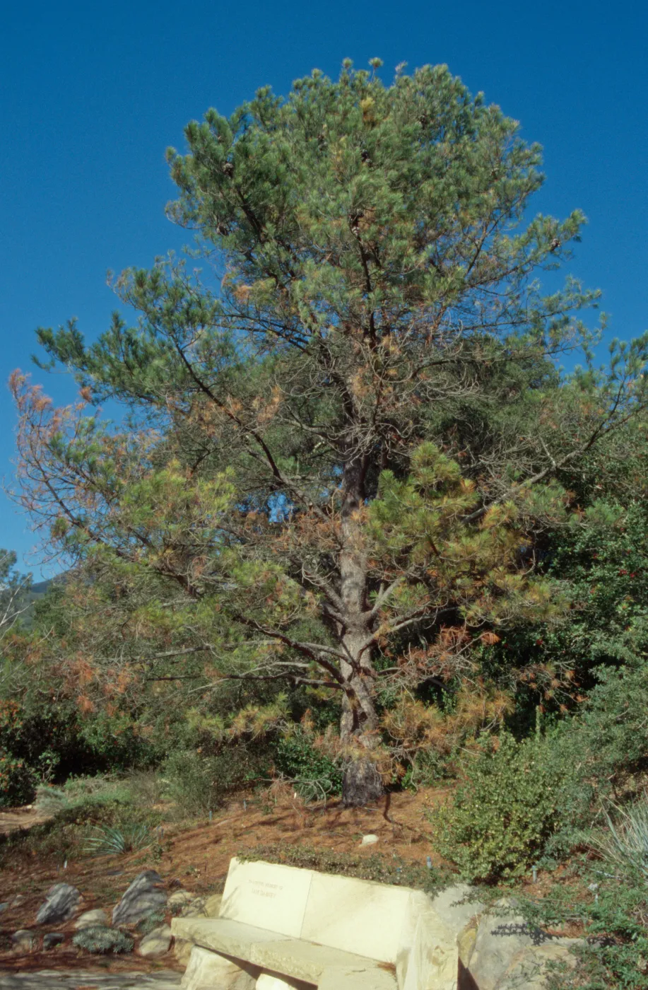 pine at Meadow View, stone bench