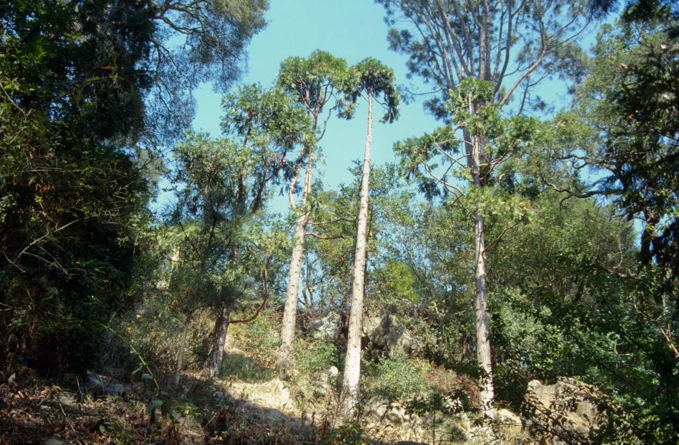  Incense Cedars in Yellow Pine Forest