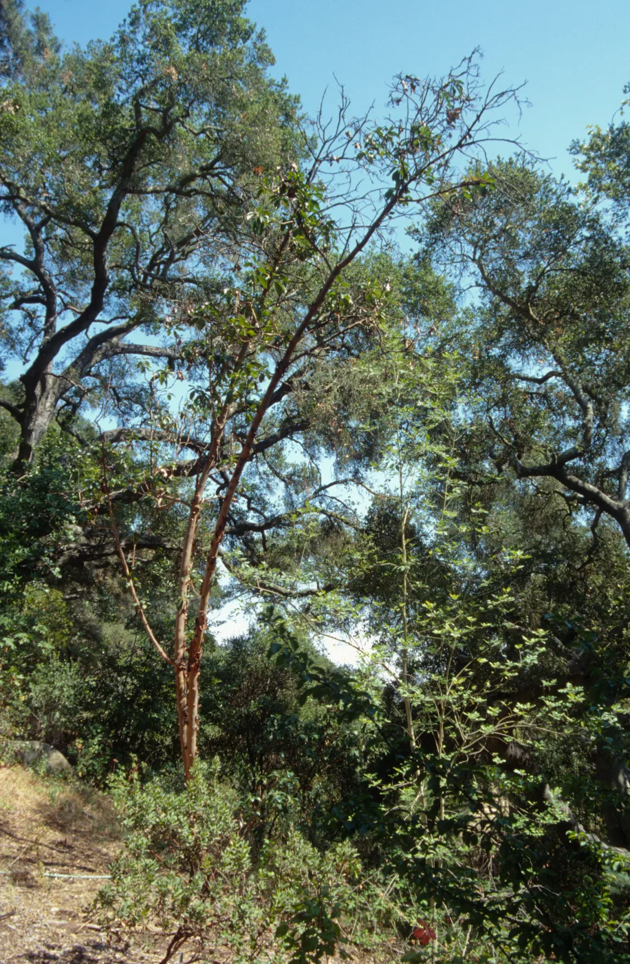 Madrone in Yellow Pine Forest
