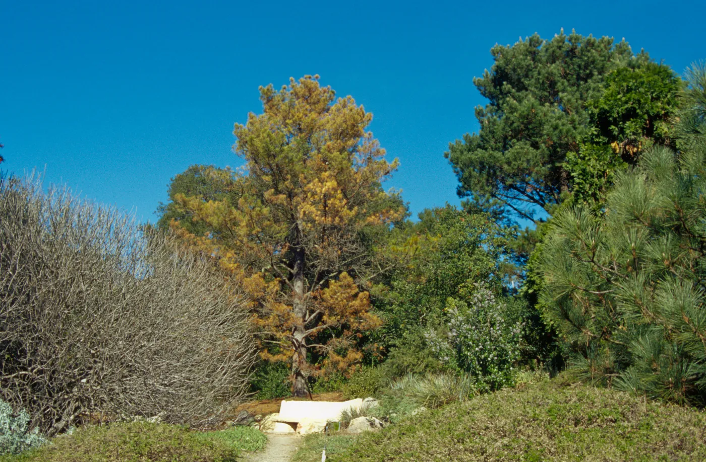 Dying Pinus radiata behind Dabney bench on Porter Trail