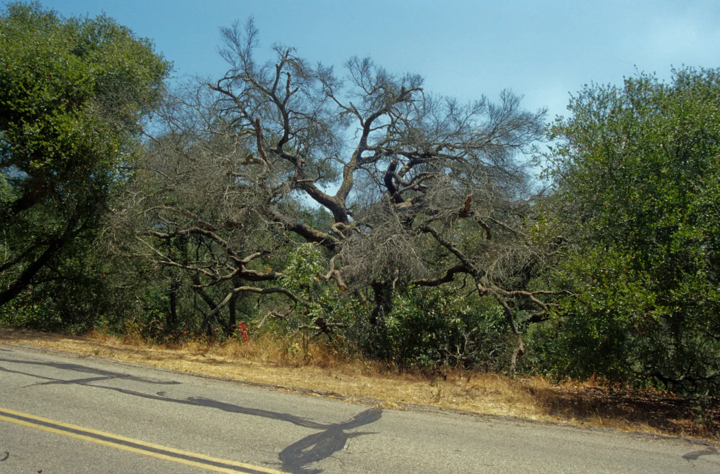 Dead valley oak, Quercus lobata, in Arroyo, F 30 