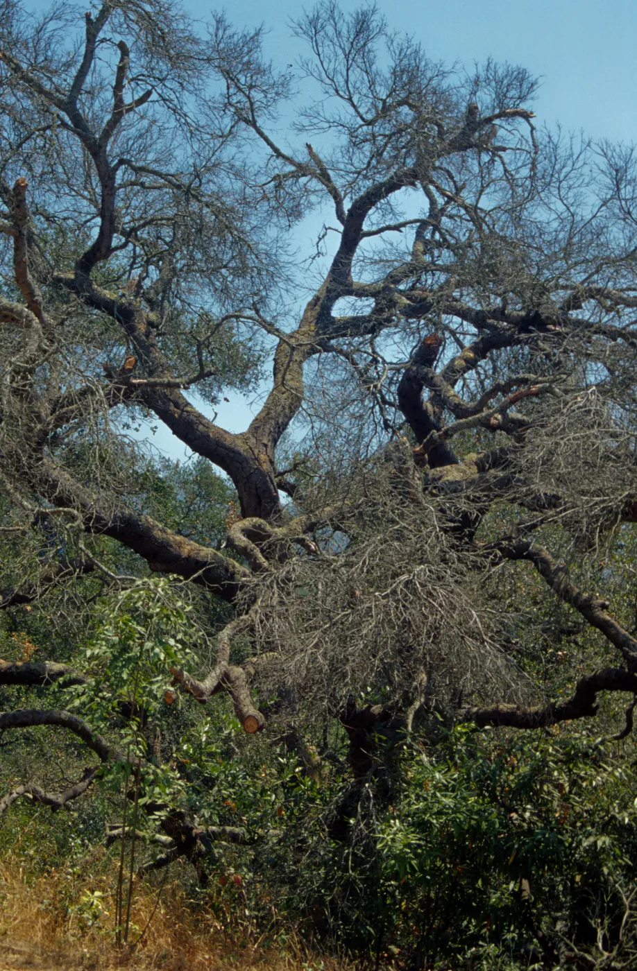 Dead valley oak, Quercus lobata, in Arroyo, F 30 