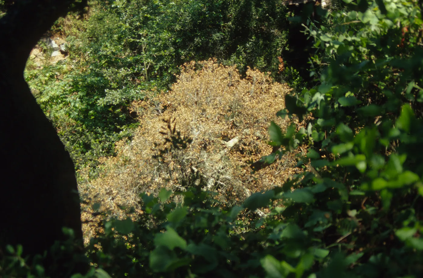 Fallen oak (Coastal Live Oak) below Mission Dam