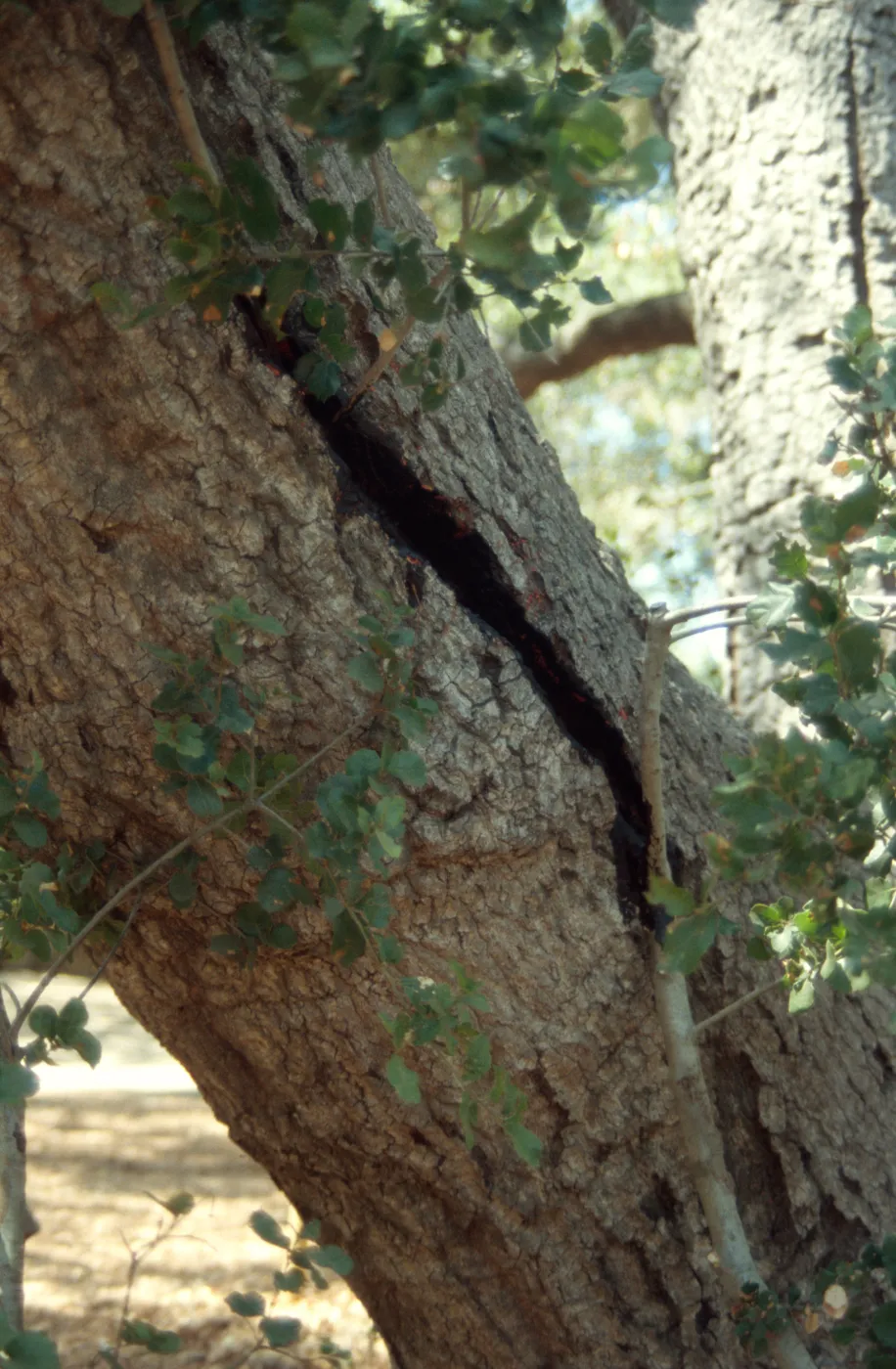 Meadow oak tree â€œapproach graftâ€ (Coastal Live Oak)