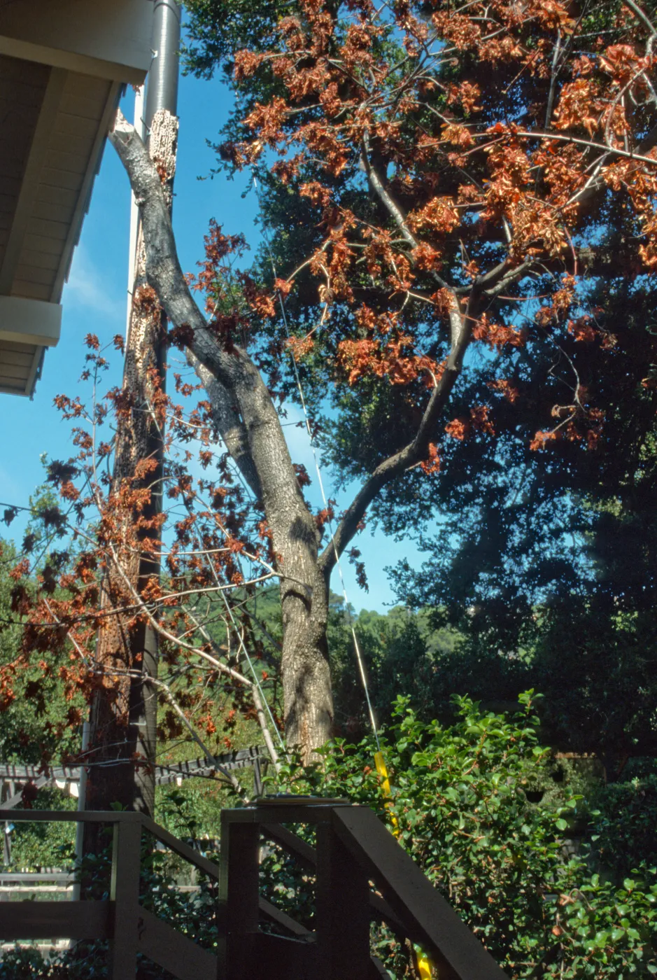 Big leaf maple at herbarium entrance